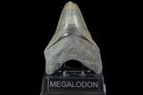 Serrated, Megalodon Tooth - Feeding Damaged Tip #77504-1